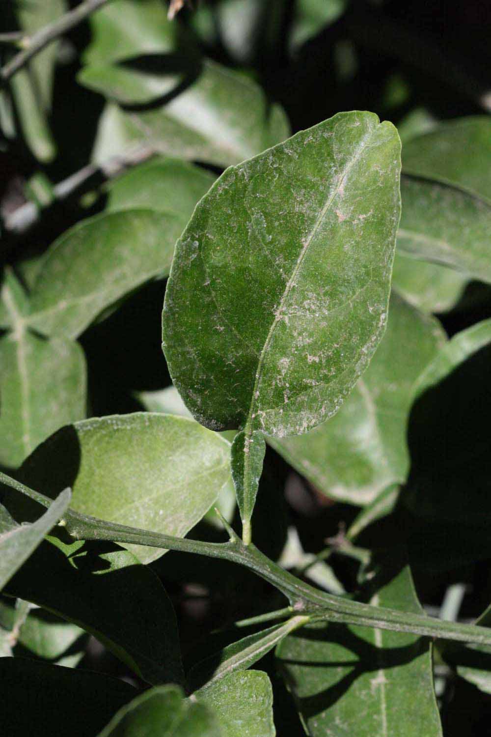              Unifoliolate leaf (Riverside, CA)       